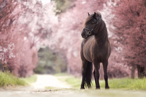 Kirschblüten Fotoshooting in Allee
